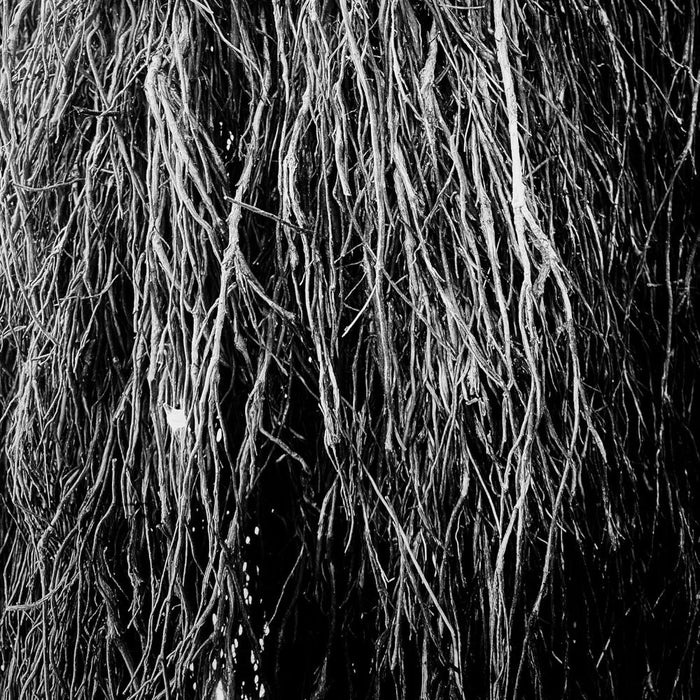 Eraldo Bernocchi, Iggor Cavalera, & Merzbow Nocturnal Rainforest Vinyl LP Indies 2025